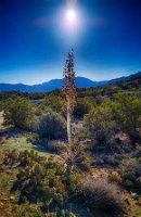 chaparral yucca, our Lord's candle